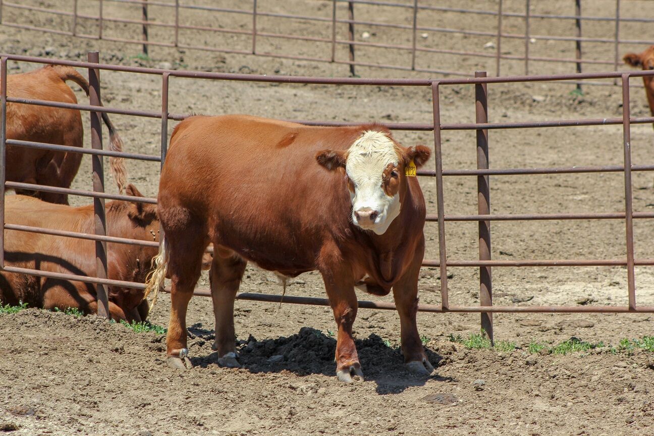 FL Red Steer Single